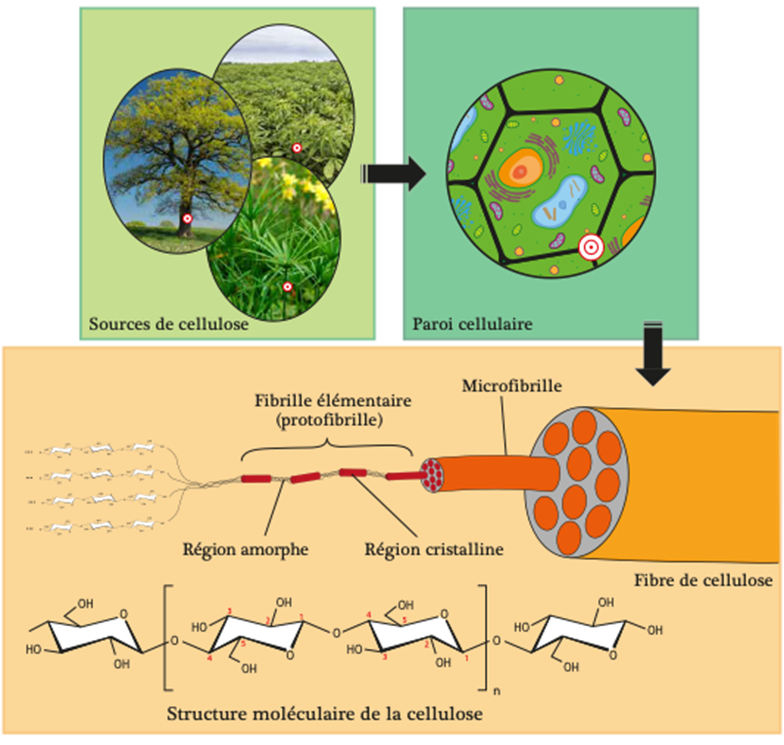 La Cellulose moulée - Réduit Impact Environnemental